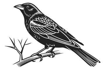 tanager sihouette black vector white