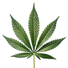 cannabis plant leaf png marijuana foliage png hemp leaf png green cannabis plant png transparent background image