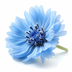 Obraz premium Single Light Blue Cornflower Bloom