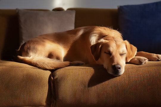 Ein Labrador schl&auml;ft auf einer Couch
