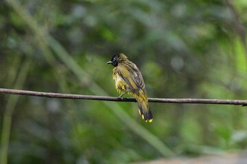 The Golden-headed Bulbul or Black-headed Bulbul lives naturally in Thailand.
