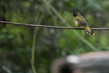 The Golden-headed Bulbul or Black-headed Bulbul lives naturally in Thailand.