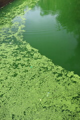 Duckweeds Painting Green Over Water