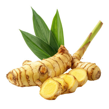 fresh galangal herb png Thai ginger png aromatic root png culinary spice png transparent background image