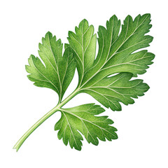 fresh green parsley leaf png flat-leaf parsley png herb garnish png culinary parsley png transparent background image