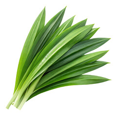 Obraz premium fresh pandan leaves png screwpine leaves png tropical herb png aromatic leaf png transparent background image