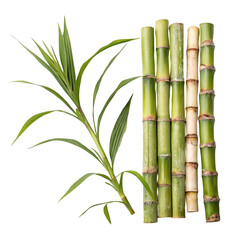 Obraz premium fresh sugarcane stalks png sugar cane sticks png raw cane stalks png tropical grass png transparent background image