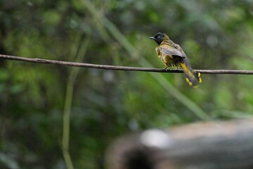 The Golden-headed Bulbul or Black-headed Bulbul lives naturally in Thailand.