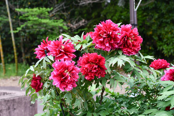 ボタン「満天紅」Peony