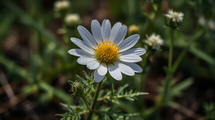 daisy in the grass