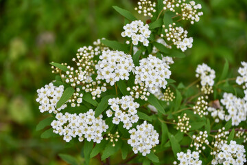 コデマリ　Reeves spirea