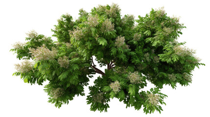 Obraz premium Lush Tree in Bloom: Capturing a tree in full, vibrant bloom, its rich foliage and delicate blossoms creating a sense of vitality and natural beauty.