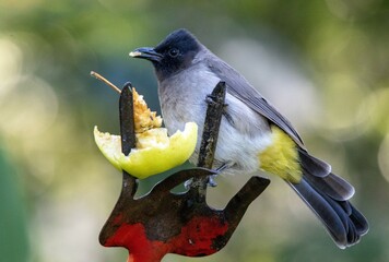 The dark-capped bulbul is a regular garden visitor in Gauteng, South Africa