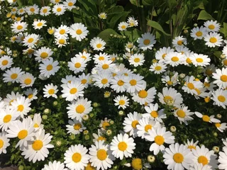 Fototapete Rund field of daisies © Jieun