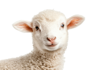 Fluffy lamb with happy expression standing playfully on white background perfect for spring themes