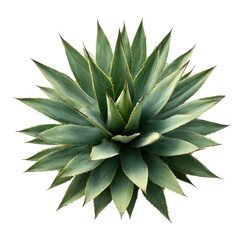 Agave plant top view isolated on transparent background