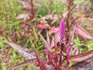 Purple amaranthus plant (Amaranthus tricolor) in outdoor garden 
