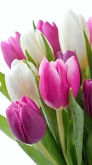 Obraz premium Vivid Tulips Bloom White, Purple, and Pink Floral Bouquet Arrangement on White