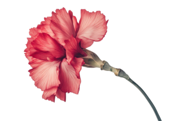 Real pressed carnation flower showcases intricate details and vibrant colors isolated on a clean white backdrop
