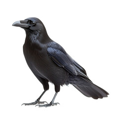 Fototapeta premium crow on a white background isolated on transparent background png