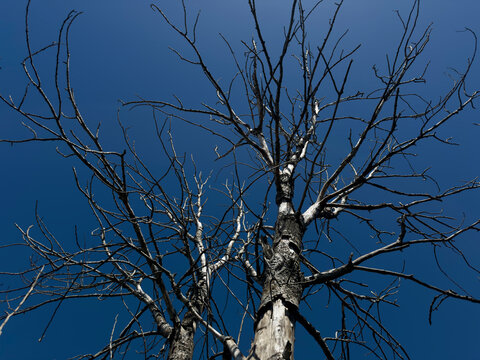 Photographic documentation of tree skeleton towards blue sky - Powered by Adobe