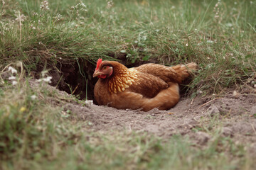 Fototapeta premium Hen Resting in Nest on the Ground