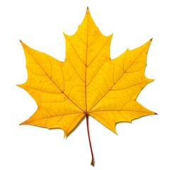 Obraz premium Bright yellow maple leaf isolated on white