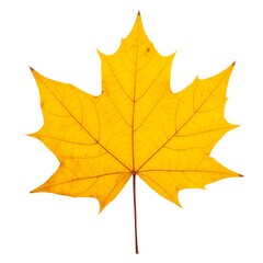 Fototapeta premium Yellow maple leaf isolated on white background