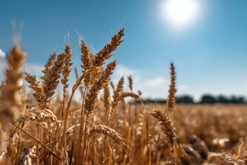 Fototapeta premium Ripe Wheat Field Grain Agriculture Blue Sky Rural Scenery Sunny Day Closeup