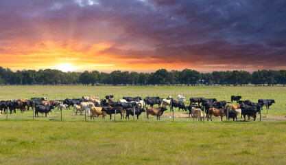 Herd of dairy cattle grazing in pasture field. Milk cows on green farm grassland in Florida © bilanol