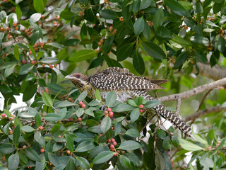 A female Pacific Koel or Eastern Koel (Eudynamys orientalis) perched on a branch surrounded by green leaves with small red berries.