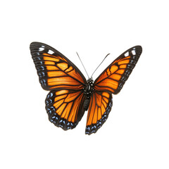 Fototapeta premium Viceroy butterfly showcasing vibrant orange and black patterns against a Transparent background, Viceroy butterfly isolated on PNG background