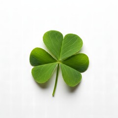 Close-up of monstera leaf texture isolated on white