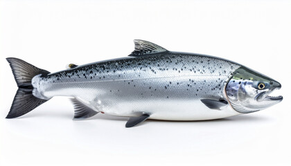 Obraz premium Fresh, isolated seafood fish like trout or salmon with fins and tail, a healthy silver animal, is raw meat for eating or cooking, shown against a white background, possibly a catch from fishing, sugge