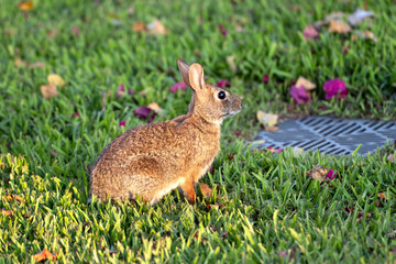 Wild rabbit in nature. Grey small hare eating grass on Florida backyard