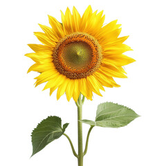 Obraz premium Bright sunflower in full bloom isolated on a clean Transparent background displaying vibrant yellow petals and green leaves, frangipani flower isolated on white isolated on PNG background