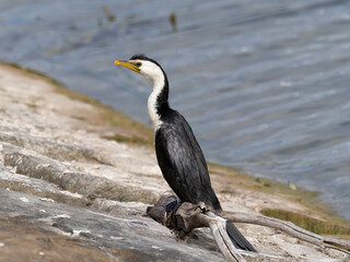 Little Pied Cormorant, Little Shag or Kawaupaka (Microcarbo melanoleucos) perched on a log along the stone embankment of a dam,