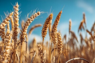 Fototapeta premium Ripe Golden Wheat Stalks Grains Blue Sky Background Crop Field Nature Agriculture