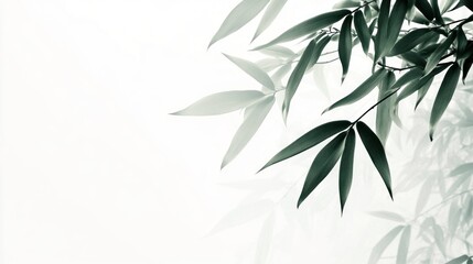 Obraz premium Delicate Bamboo Leaves Against a Soft White Background