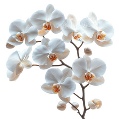 Obraz premium Exquisite white phalaenopsis orchids branch isolated transparent background