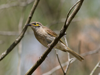 Yellow-faced Honeyeater (Caligavis chrysops) perched on a branch. 