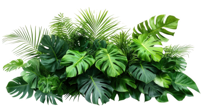 vibrant arrangement of various tropical green plants. including large leaves and ferns. creating a lush and lively backdrop the composition emphasizes the beauty of nature. suitable for use in design.