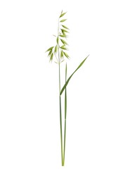 Obraz premium Isolated Green Cereal Plant on White Background, Minimalist Style