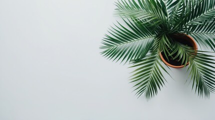 Fototapeta premium Isolated Tropical Palm Leaf on White Background