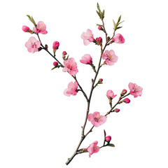Delicate pink spring flowers branch on a Transparent background for a fresh floral aesthetic, Pink spring flowers branch composition, PNG background