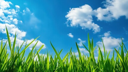 Obraz premium Lush green grass under a vibrant blue sky