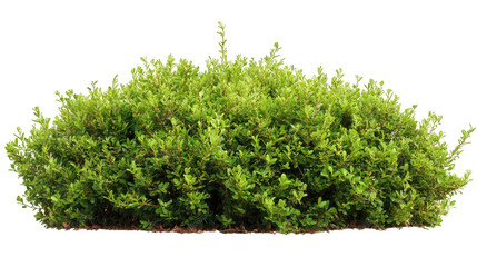 lush green bush. characterized by dense foliage and a rounded shape. ideal for landscaping and garden design its vibrant color and fullness suggest it could serve as a decorative element. providing pr