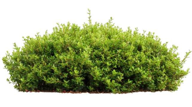 lush green bush. characterized by dense foliage and a rounded shape. ideal for landscaping and garden design its vibrant color and fullness suggest it could serve as a decorative element. providing pr