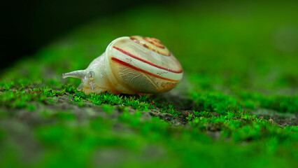 Obraz premium close up photo of snail