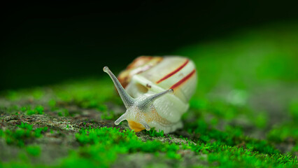close up photo of snail © yufamamiks